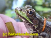 /home//u458753944/public_html/sourcegallery///Frogs/Mixed frogs/P1070710.JPG